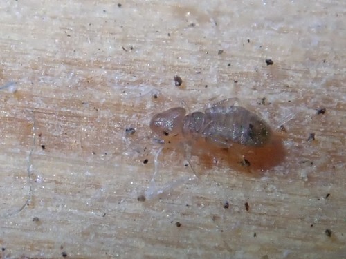 Booklouse