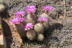 Echinocereus reichenbachii baileyi