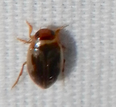 Hydroporinae
