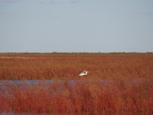 Gotcha! by José Rafael Ferrer-Paris, en Flickr