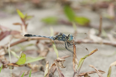 Diplacodes trivialis