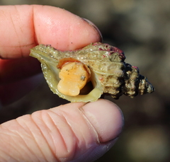 Scabrotrophon stuarti