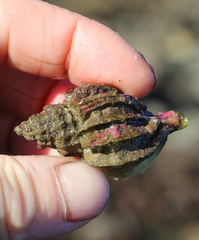 Scabrotrophon stuarti