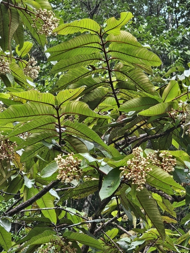 Foto de Lacre