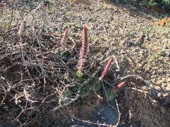 Crassula barbata barbata