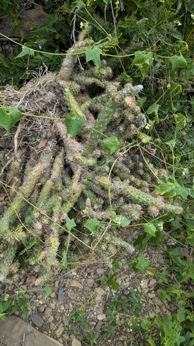 Image of Austrocylindropuntia vestita by no rights reserved