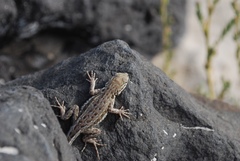 Uta stansburiana stansburiana