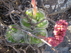 Crassula barbata barbata