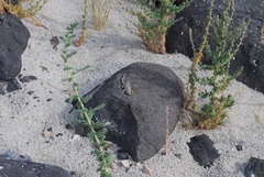 Uta stansburiana stansburiana