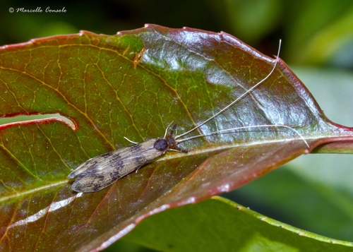 Grousewing Caddisfly