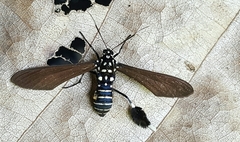 Horama plumipes
