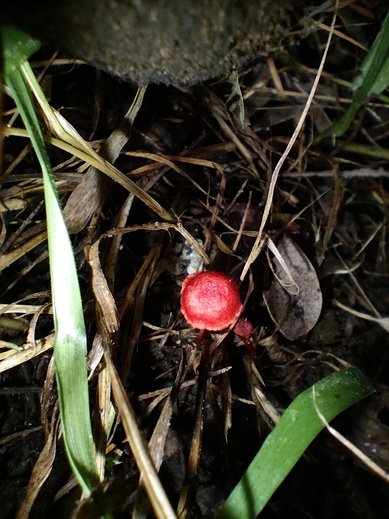 Cruentomycena viscidocruenta · March 2025 · photo: © sofiazed1 (iNaturalist, cc-by)