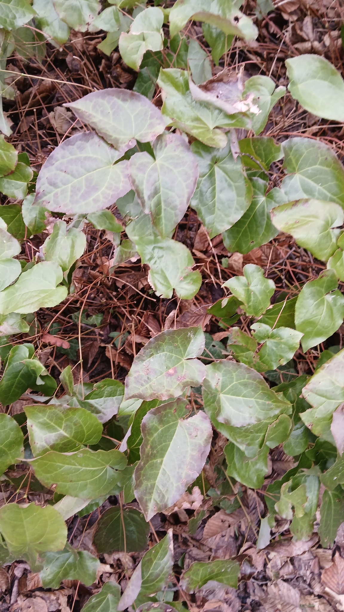 Red Barrenwort (Epimedium ×)