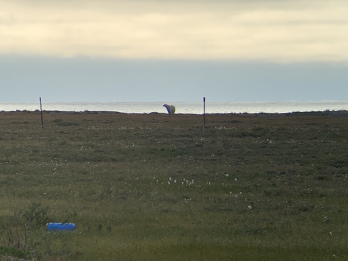 Polar bear