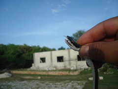Leptophis mexicanus