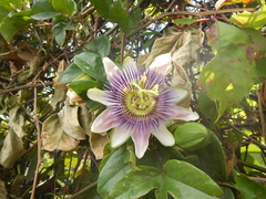 Passiflora alata × caerulea