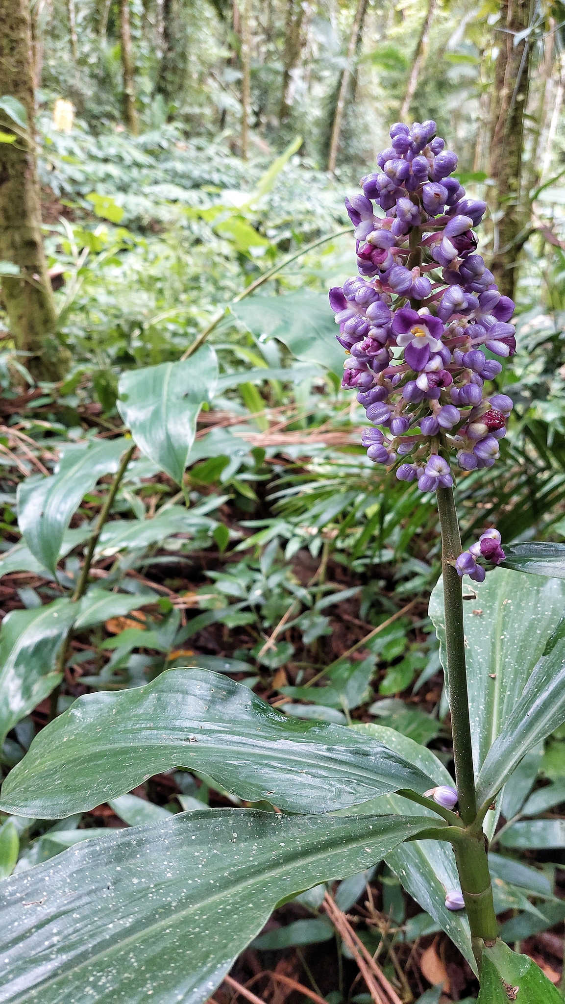 Dichorisandra paranaensis