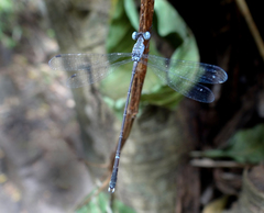 Lestes praemorsus
