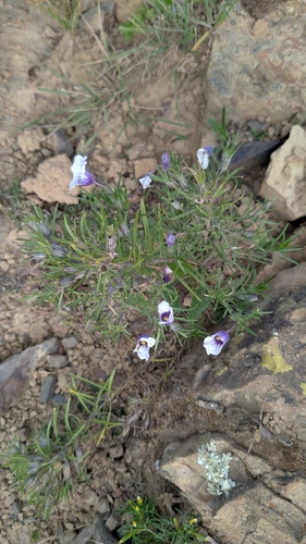 Image of Nierembergia linariifolia by no rights reserved