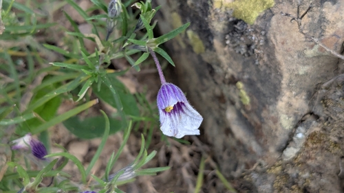 Image of Nierembergia linariifolia by no rights reserved