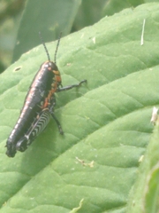 Dactylotini