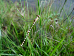 Lestes concinnus