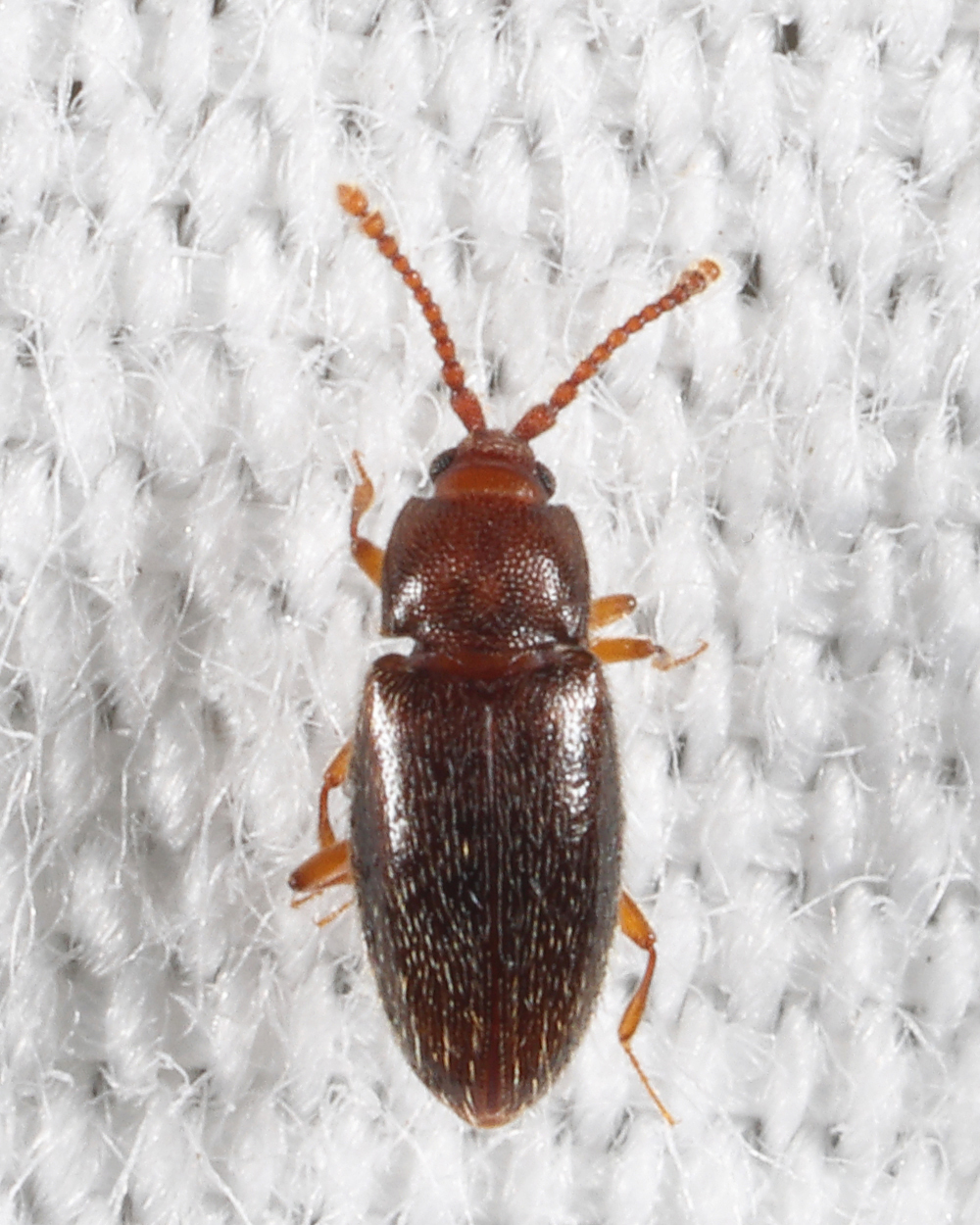 Caenoscelis subdeplanata