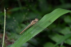 Neurothemis intermedia