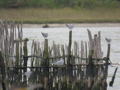 Thalasseus sandvicensis