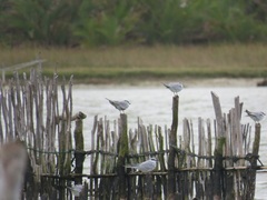 Thalasseus sandvicensis