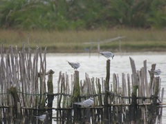 Thalasseus sandvicensis