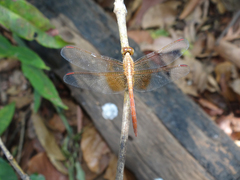 Neurothemis intermedia