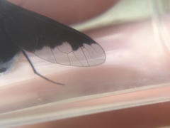 Anthrax georgicus