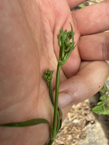 Silene antirrhina iNat (2)