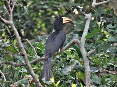 Lophoceros fasciatus