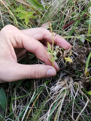 Botrychium ascendens