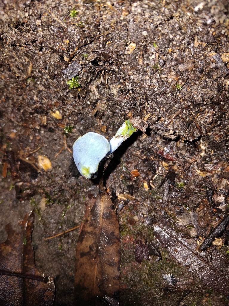 Entoloma virescens · March 2025 · photo: © sofiazed1 (iNaturalist, cc-by)