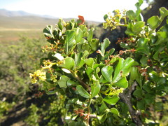 Searsia undulata