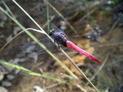 Orthetrum pruinosum