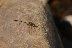 Paragomphus lineatus