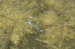 Paracercion melanotum