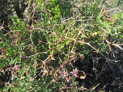 Pelargonium crithmifolium