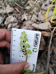 Botrychium spathulatum