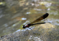 Heliocypha bisignata