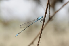 Pseudagrion microcephalum