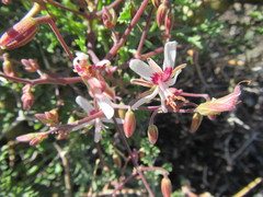 Pelargonium crithmifolium