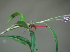 Trithemis aurora