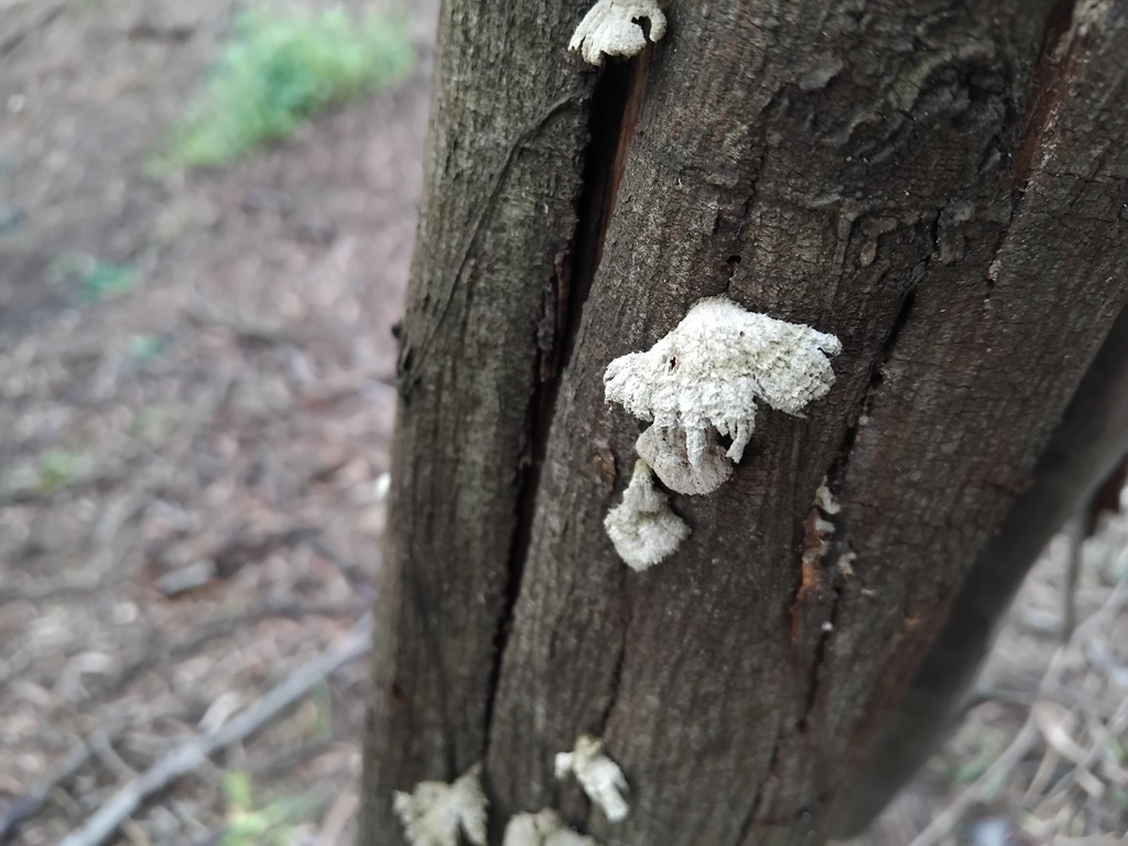Schizophyllum commune · March 2025 · photo: © sofiazed1 (iNaturalist, cc-by)