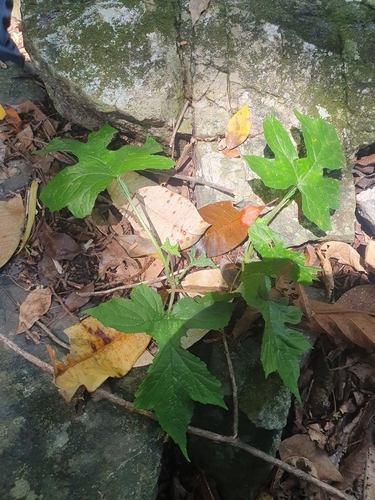 Image of Dorstenia contrajerva by (c) Samuel Peláez Vélez, some rights reserved (CC BY)