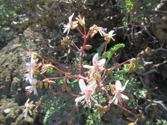 Pelargonium crithmifolium